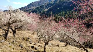 ３月上旬がピークか？