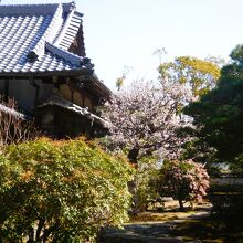 書院庭園