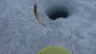 冬の氷上ワカサギ釣りも楽しい