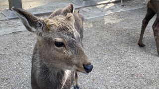 奈良の鹿