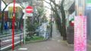 車道の両側はさくら並木です。