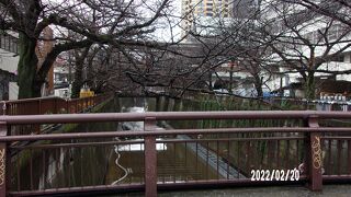 中目黒辺りは桜の名所になっています。