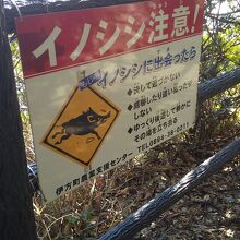 イノシシがでるとか