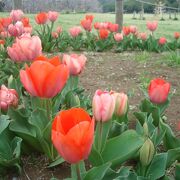 根岸森林公園の花がきれいでした