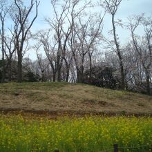 3月下旬、菜の花と桜