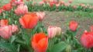 根岸森林公園の花がきれいでした