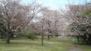 桜の季節に本牧山頂公園へ