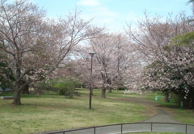 桜の季節に本牧山頂公園へ