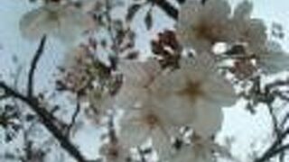 運河パークの桜