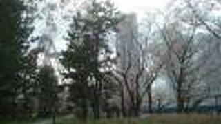 カップヌードルミュージアムパークの桜