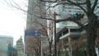 みなとみらいさくら通りの桜は開花が遅め？