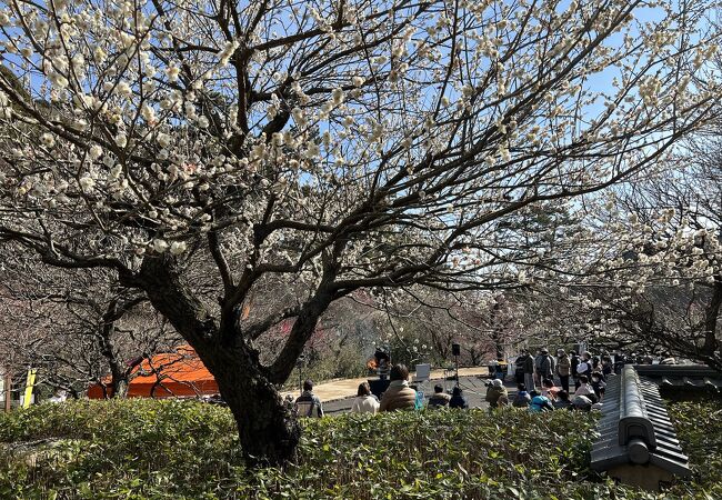 「日本で最も早く早咲きの梅が楽しめる」といわれる梅園