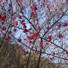 少しだけ咲いている梅