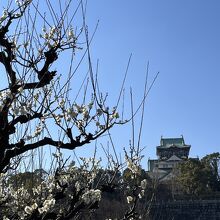 大阪城をバックに