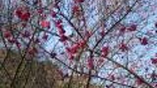 梅はまだまだでした