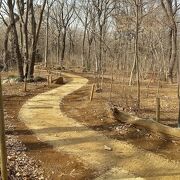 こんなところに武蔵野の平地林を再生する公園