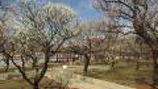 梅園の梅が7分咲きでした