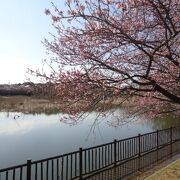 桜と池