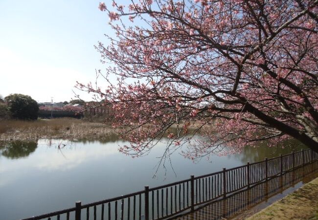 桜と池