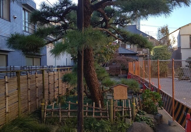 植えられている松は浜松市の有賀慶吉氏から寄贈された樹齢８０年の黒松