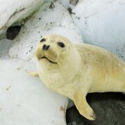 日本最北端の土産物屋柏屋さん奥　宗谷岬流氷館