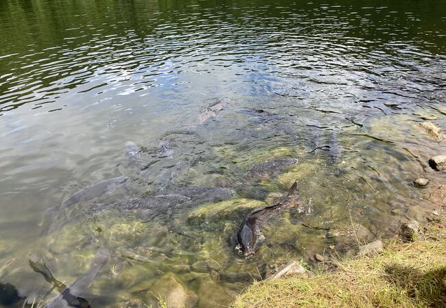 鯉がいる水の綺麗な池