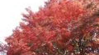 自然の中の公園