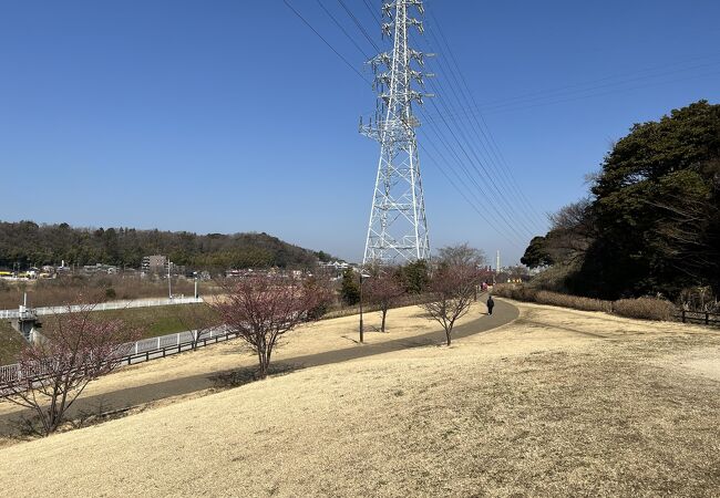 川沿いの河津桜がきれい