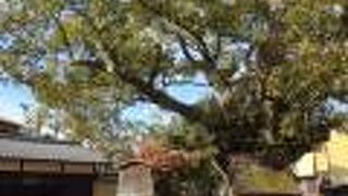 大きな楠木が目印