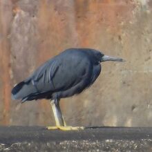 クロサギ（黒鷺）