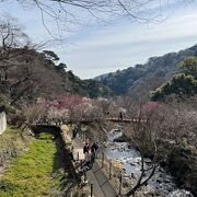 梅園の景観を演出