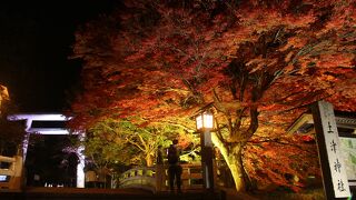 紅葉ライトアップをやっていました