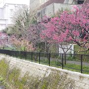 那覇市の桜の名所と聞いたんだけど・・