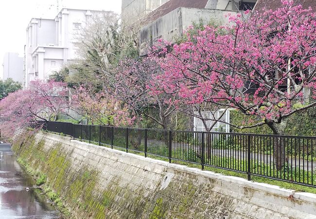 与儀公園 クチコミ アクセス 営業時間 那覇 フォートラベル