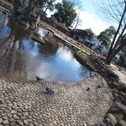 高崎駅から歩いて行ける、池があって鳩が沢山いる公園。