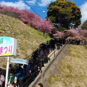 斜面に咲く河津桜と菜の花が絶景