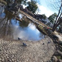 園内の中心にある池が、この公園の特徴です。