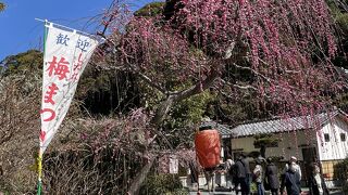 龍尾神社のしだれ梅満開