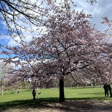 公園内に桜の木があります