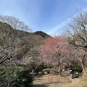 庭園と梅との共演が美しい