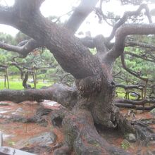 久米の五枝の松