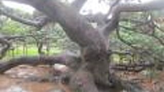 横へ横へと這っていました