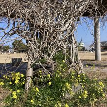 公園に花