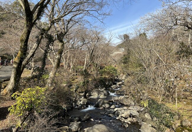 熱海梅園の真ん中を流れる川