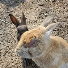 うさぎに罪はありません