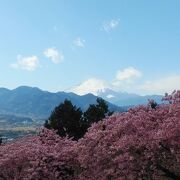 富士山と相模湾がのぞめる絶景公園