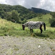 スキー場の麓の草原にいた　シマウマ　アフリカか？