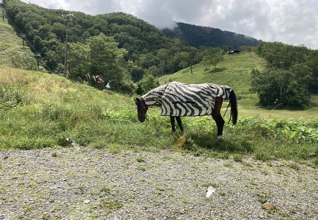 スキー場の麓の草原にいた　シマウマ　アフリカか？