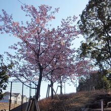 菅原神社河津桜