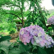 長野のアジサイ寺